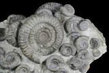 Fossil Ammonite (Dactylioceras) Cluster - Sandsend, England #176299-1